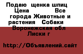 Подаю. щенка шпиц  › Цена ­ 27 000 - Все города Животные и растения » Собаки   . Воронежская обл.,Лиски г.
